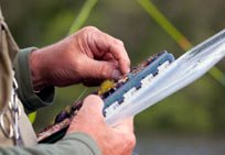 Selection of fishing flies